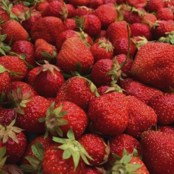 Fraise Evie - Barquette