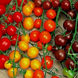 Tomates cerises - Barquette