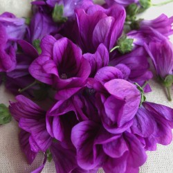 Fleur de Mauve - Barquette