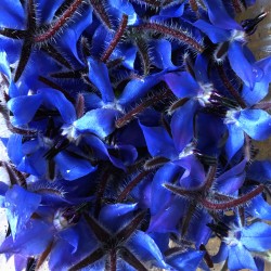 Fleur de Bourrache bleue -...