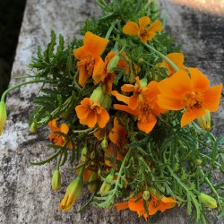 Tagète mandarine - Botte