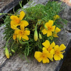 Tagète citron - Botte