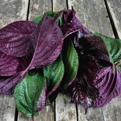 Shiso bicolore - Botte