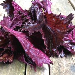 Shiso rouge - Botte