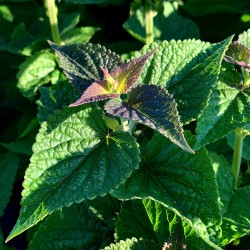 Agastache anisa - Botte