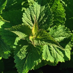 Agastache rugosa - Botte