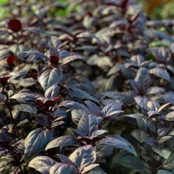 Basilic pourpre - Botte