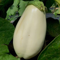 Aubergine Clara - Kg