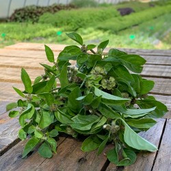 Basilic Lime - Botte
