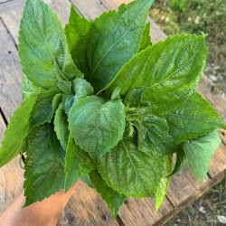Basilic Thym - Botte