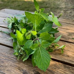 Basilic Holy Tulsi- Botte