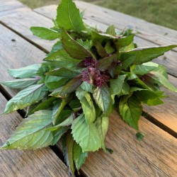 Basilic Blue Spice - Botte