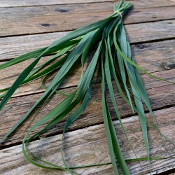 Citronelle de Madagascar -...