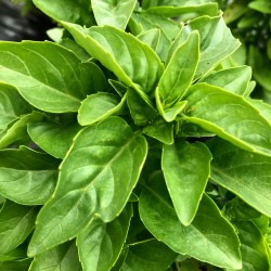 Basilic citron - Botte