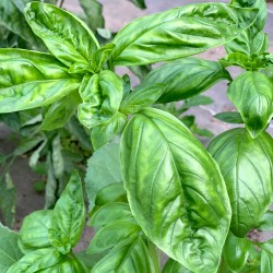 Basilic grand vert - Botte
