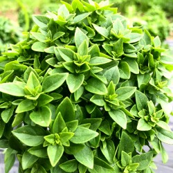Basilic fin vert - Botte