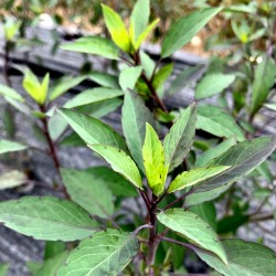 Coriandre Bolivienne - Botte