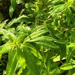 Verveine citronnelle - Botte