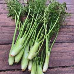 Mini-fenouil - Botte