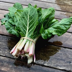 Blette verte - Botte