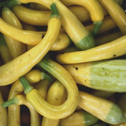 Courgette Zephyr - Kg