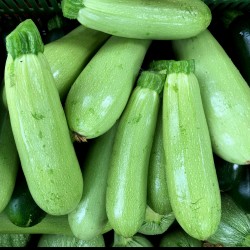 Courgette Amalthée - Kg