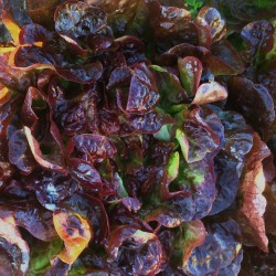 Salade feuille de chêne...