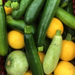 Mix courgettes - pack 20 Kg