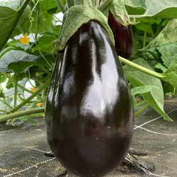 Aubergine Black Pearl - Kg