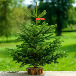 Sapin Nordmann rouge 1m /...