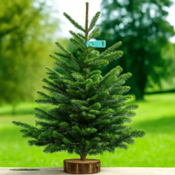 Sapin Nordmann bleu 1m50 /...