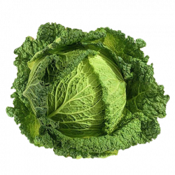 Chou Vert frisé (Une pièce)