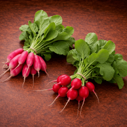 Radis Botte (Une botte)